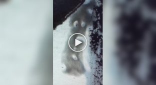 Полювання рифових акул з висоти