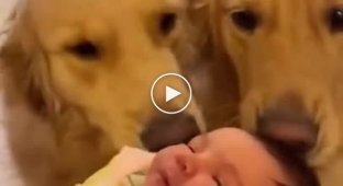 Реакция больших собак на маленького ребенка