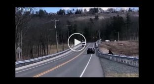 Велосипедист запечатлел медведицу, переводящую своего детеныша через автодорогу