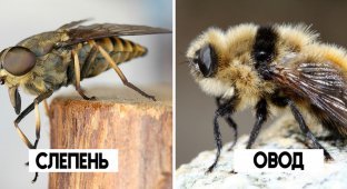 Слепень: пора понять цели и мотивы вампира! (7 фото)
