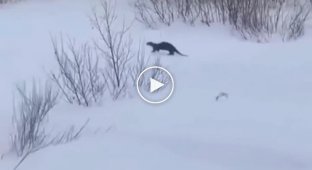 Otter on a winter walk