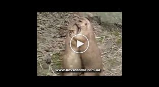 Поцелуйчики у животных