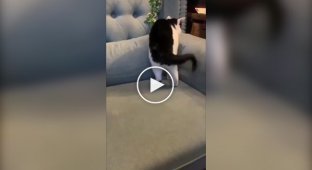 Кот, который умеет закругляться