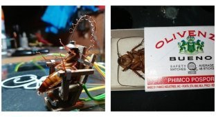 Филиппинец сконструировал электрический стул для таракана и устроил показательную казнь (4 фото)