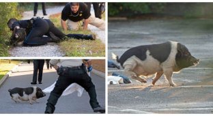 Поймай меня если сможешь: полицейские целый час гонялись за свиньей во Флориде (5 фото)