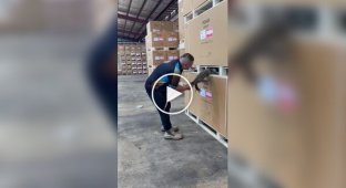 A Huge Monitor Lizard Found Resting Between Pallets in an Australian Warehouse