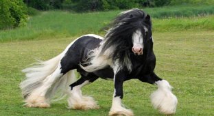 Шайры - самые крупные лошади на планете (19 фото)