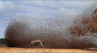 Стая птиц распугала слонов (5 фото)