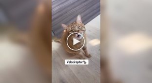 Різноманітність котячих звуків.