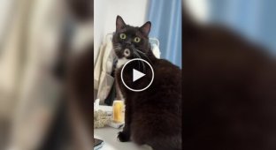 Самый удивленный кот
