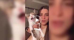 Разнообразие кошачьих звуков