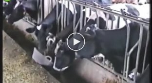 Корова помогла своим собратьям добраться до тазика с едой