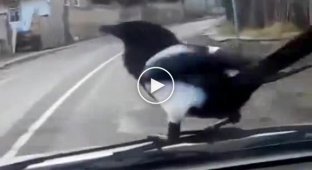 Наглая ворона катается на машине