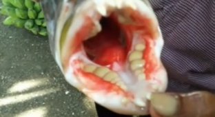 В Индонезии поймали рыбу с человеческими зубами (2 фото)