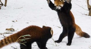 Як маленькі панди вітають один одного (5 фото)