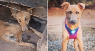22 трогательных фото собак, которые преобразились после спасения (23 фото)