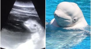 Милота: ветеринар показал детеныша белухи в утробе мамы (5 фото + 1 видео)