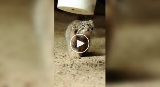 Цікавий факт із життя манулів