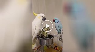 Parrot doesn't want to share treat