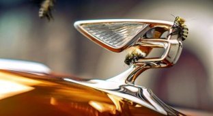 Bentley set a record, but not in speed, but in honey production (7 photos)