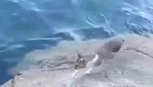 Удачная кошачья рыбалка