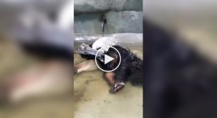 Водные процедуры муравьеда
