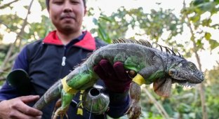 Taiwan's gold mine and disaster at the same time (6 photos)