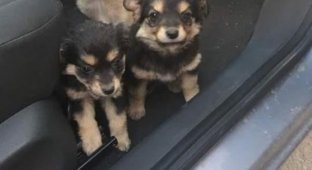 The guy was driving along the highway when suddenly puppies ran out right under the wheels (6 photos)