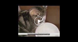 Прикольный кот, любитель воды