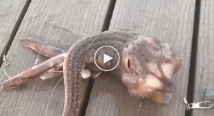 A fisherman caught a strange monster that no one can identify