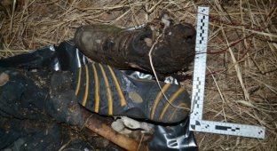 В Омской области нашли человеческий скелет, привязанный к дереву (2 фото)