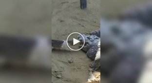 Cat took a piece of meat from alligator