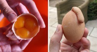 15 фотографий странных куриных яиц (16 фото)