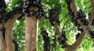Жаботикаба – дерево, плоды которого растут прямо из ствола (24 фото)