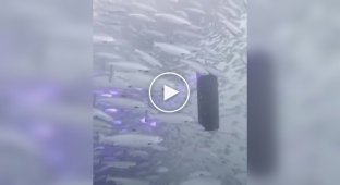 A laser turret on a fish farm