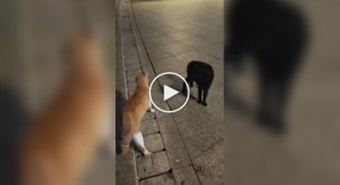 Кот умеет эффектно появляться на разборках