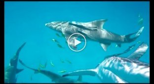 Глупая акула попыталась съесть камеру GoPro
