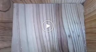 Timelapse: a bird built a nest, and chicks appeared in it