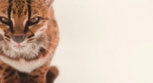 Учёные впервые за 100 лет обнаружили новый вид кошек (7 фото + 2 видео)