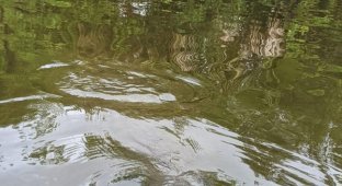 Провальные и забавные фотографии животных из дикой природы (18 фото)