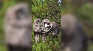 Хвать тебя за нос!