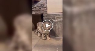 Когда впервые понял, что есть кошки больше тебя