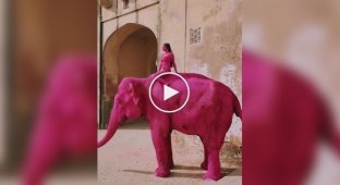 A girl painted an elephant pink and outraged Indians