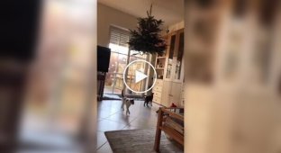 Nothing can save the Christmas trees in some houses