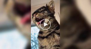 Хлопець друкує головні убори для свого кота