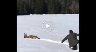 A man came to the aid of a roe deer stuck in the snow