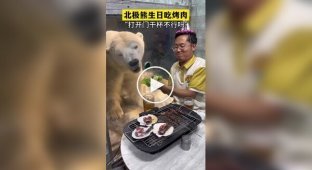 A polar bear's birthday