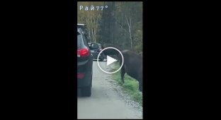 Голодный бизон застрял головой в окне автомобиля