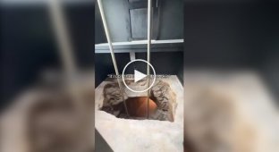 A secret man's den under the house