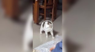 A cat calls its owner to play